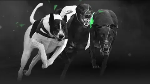 香港网球公开赛：商竣程因健康原因退赛